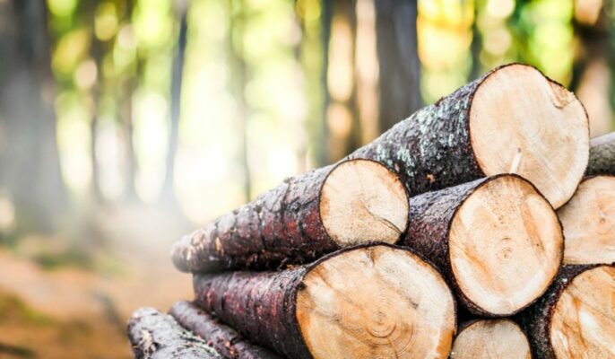 Premium Timber Logs: High-Quality Wood for Your Needs