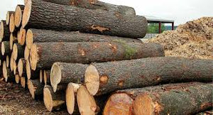 Premium Timber Logs: High-Quality Wood for Your Needs