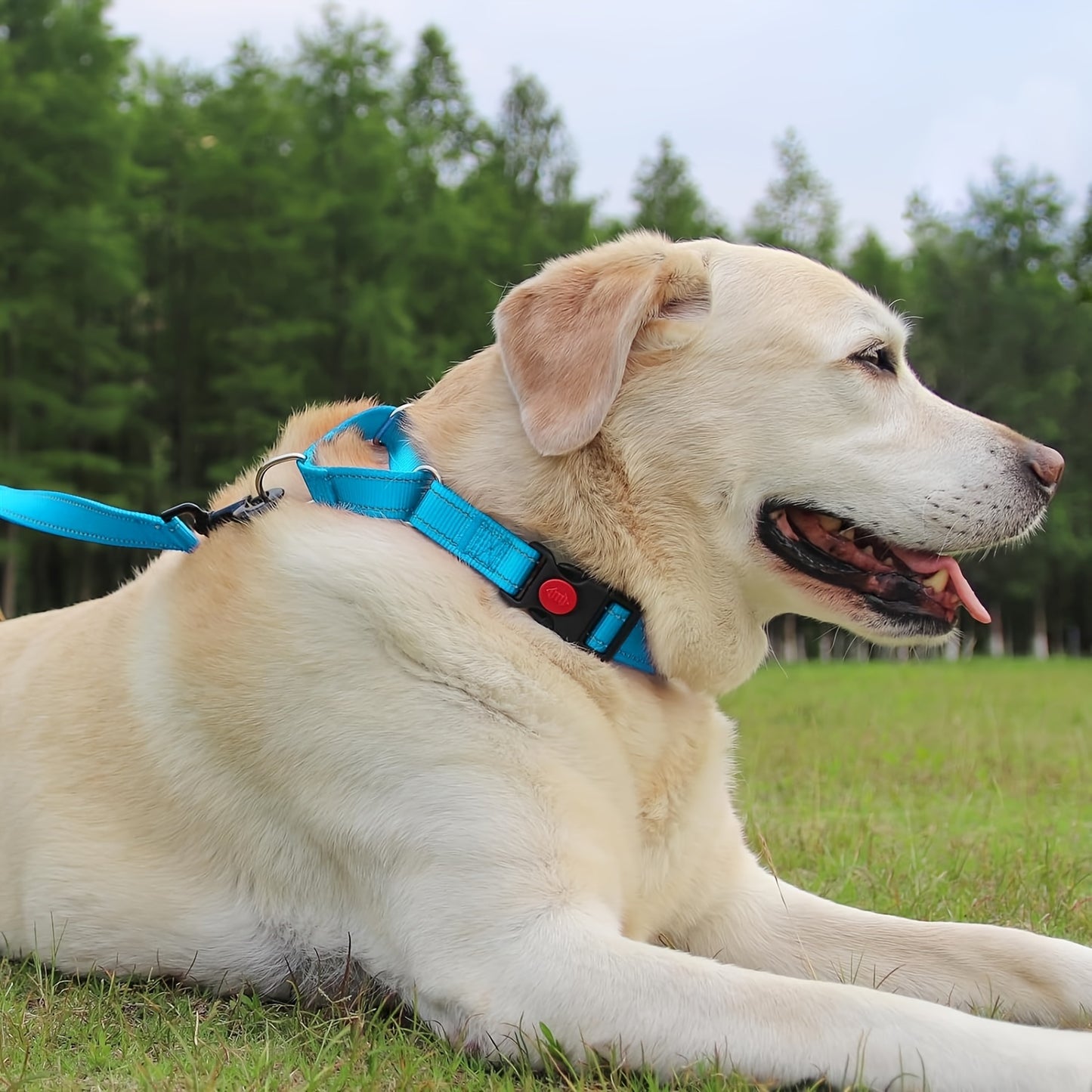 Joytale Martingale Collar For Dogs With Quick Release Buckle, Reflective Heavy Duty Puppy Collar For Safety, Adjustable Dog Nylon Collars For Small Medium Large Breed Dogs Walking Training